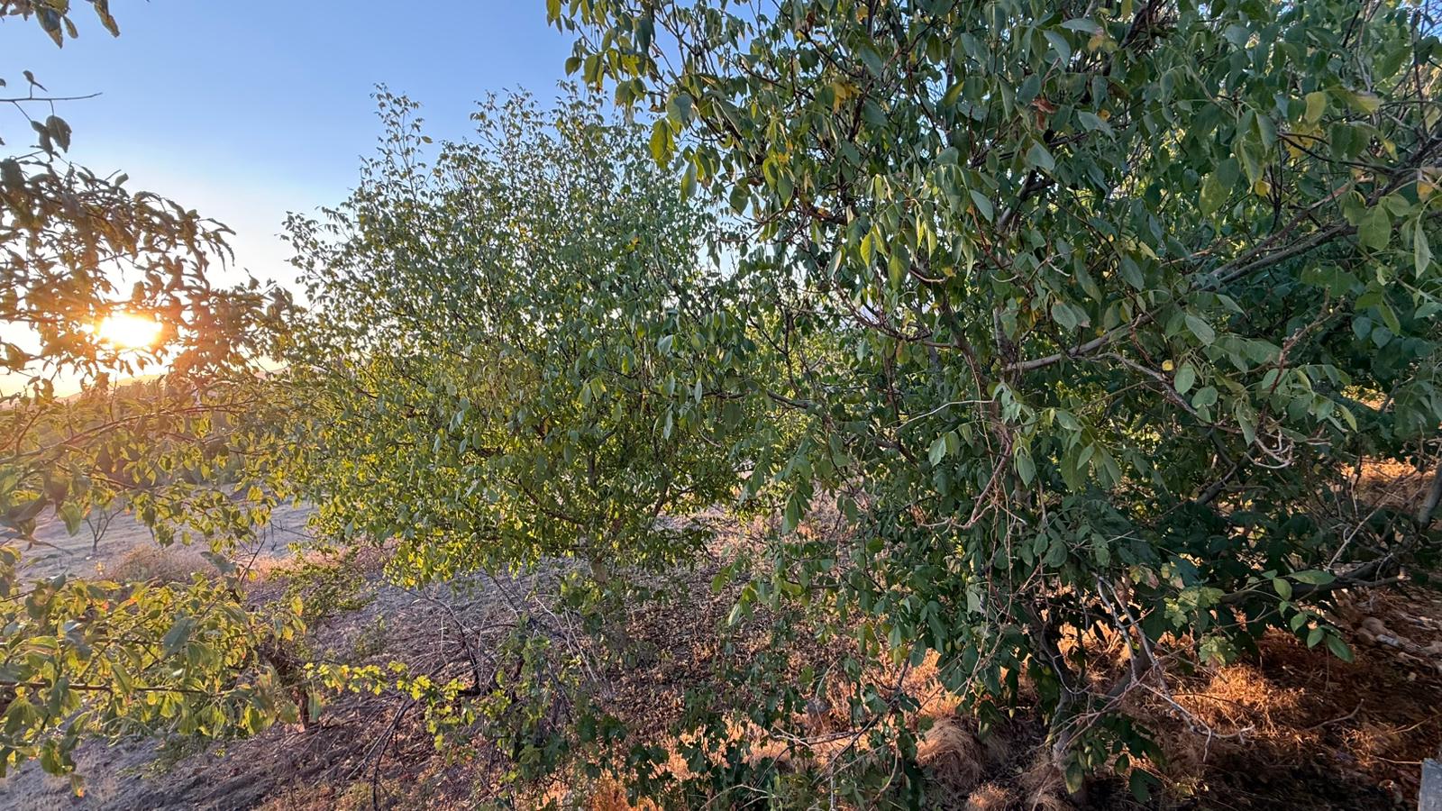 KAYSERİ DEVELİ EVEREK CAMİİKEBİR MAHALLESİ DEMİRKAPI MEVKİİNDE SATILIK BAHÇE